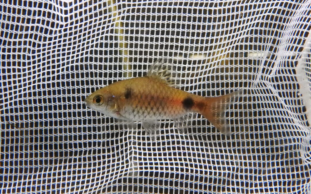 オデッサバルブ