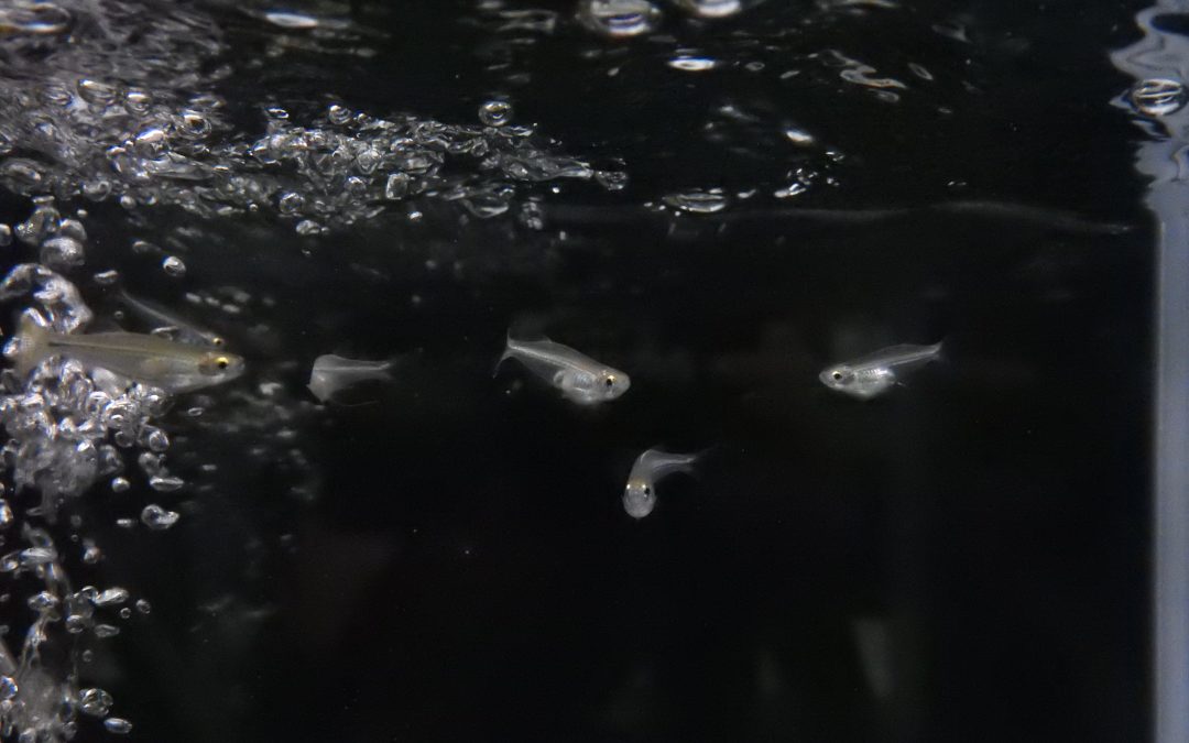 アフリカ淡水ニシン