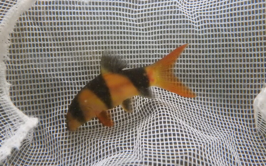 クラウンローチ