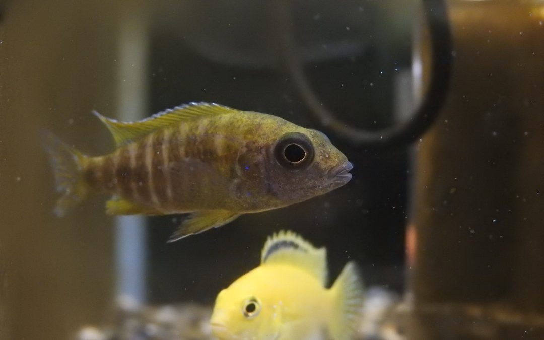 イエローピーコックシクリッド