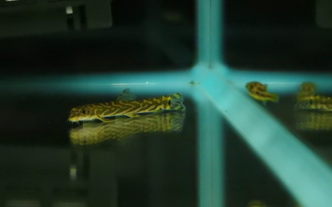 ゾディアックローチ