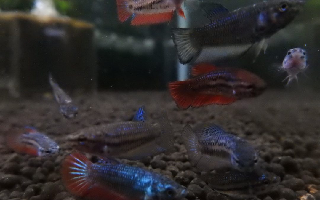 ベタHM（ベビー）