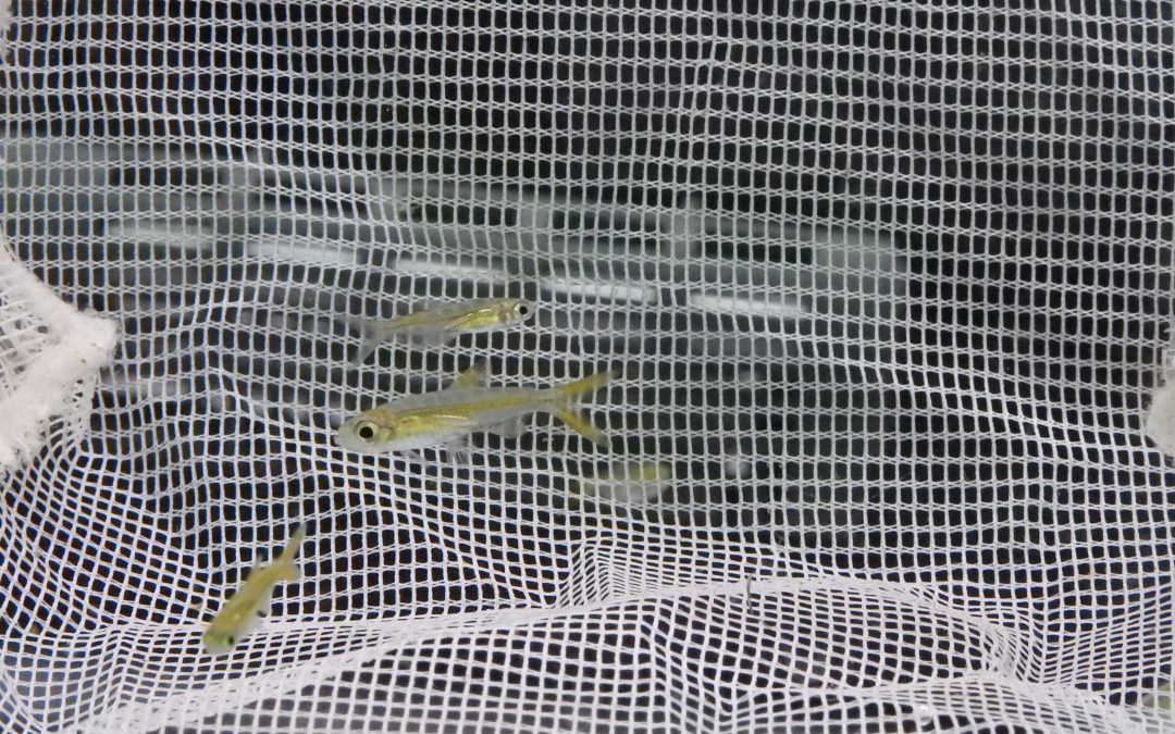 ジェリービーンテトラ