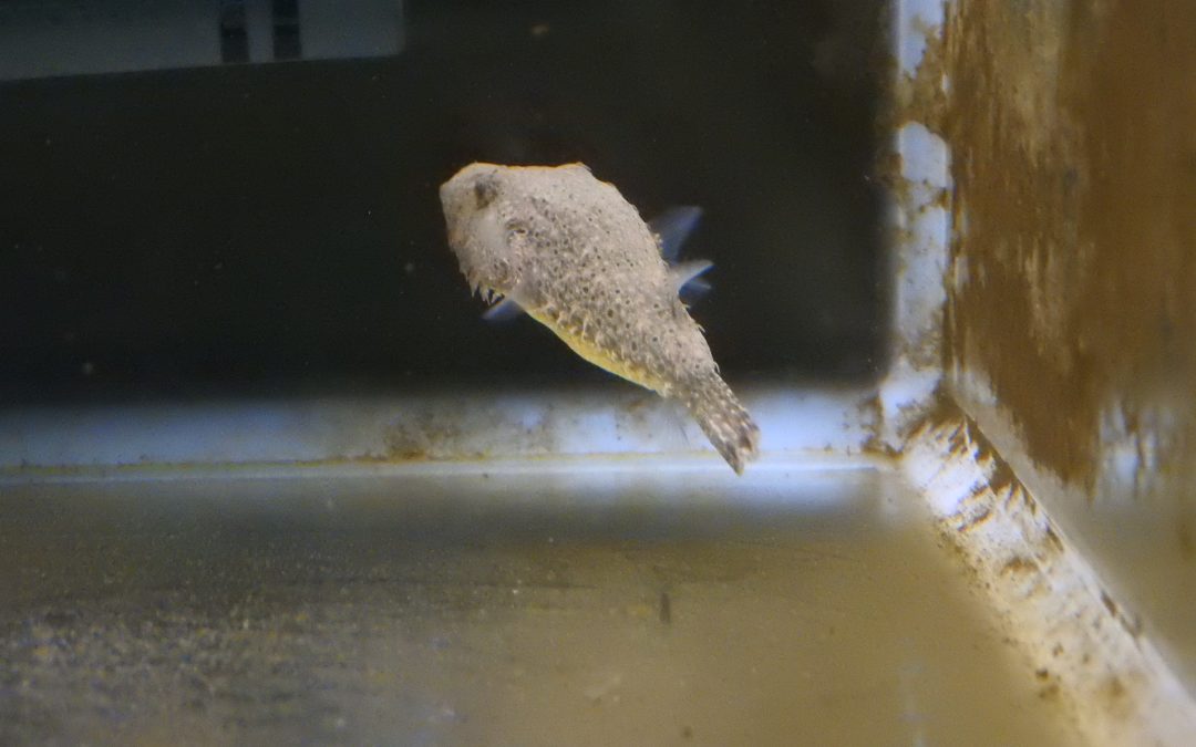 パオ・バイレイ