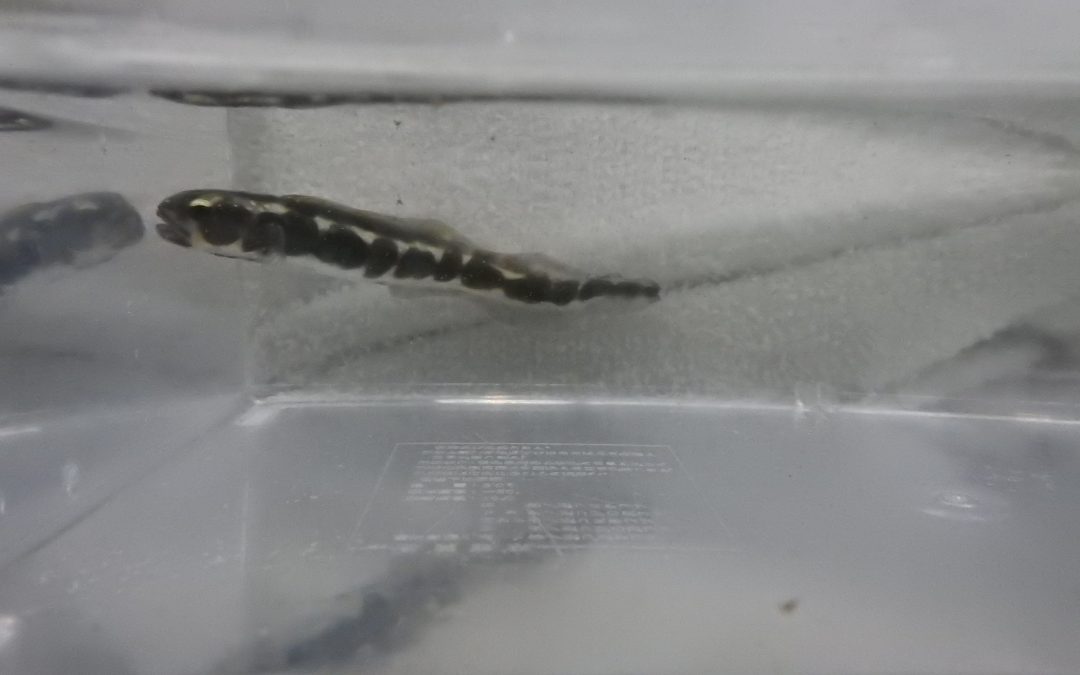 コンビクトブレニー