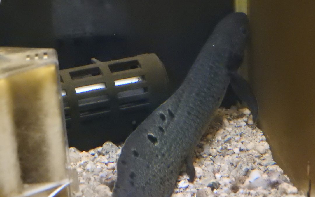 ネオケラトドゥス・フォルステリ　No.1