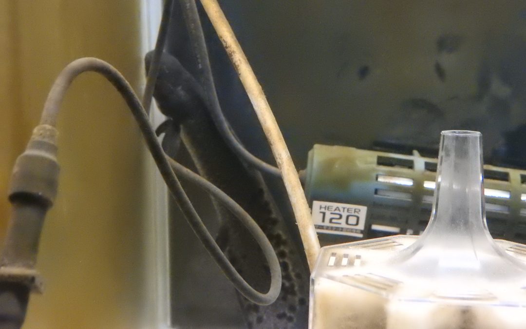 ネオケラトドゥス・フォルステリ　No.2