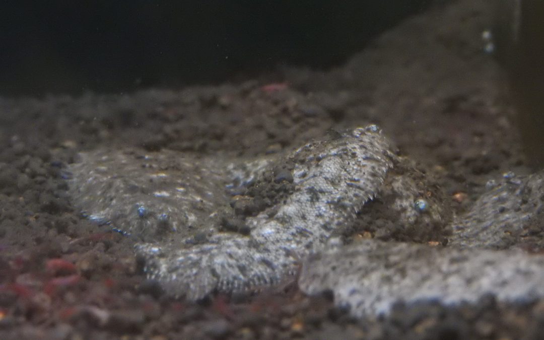 パプアニューギニア淡水カレイ