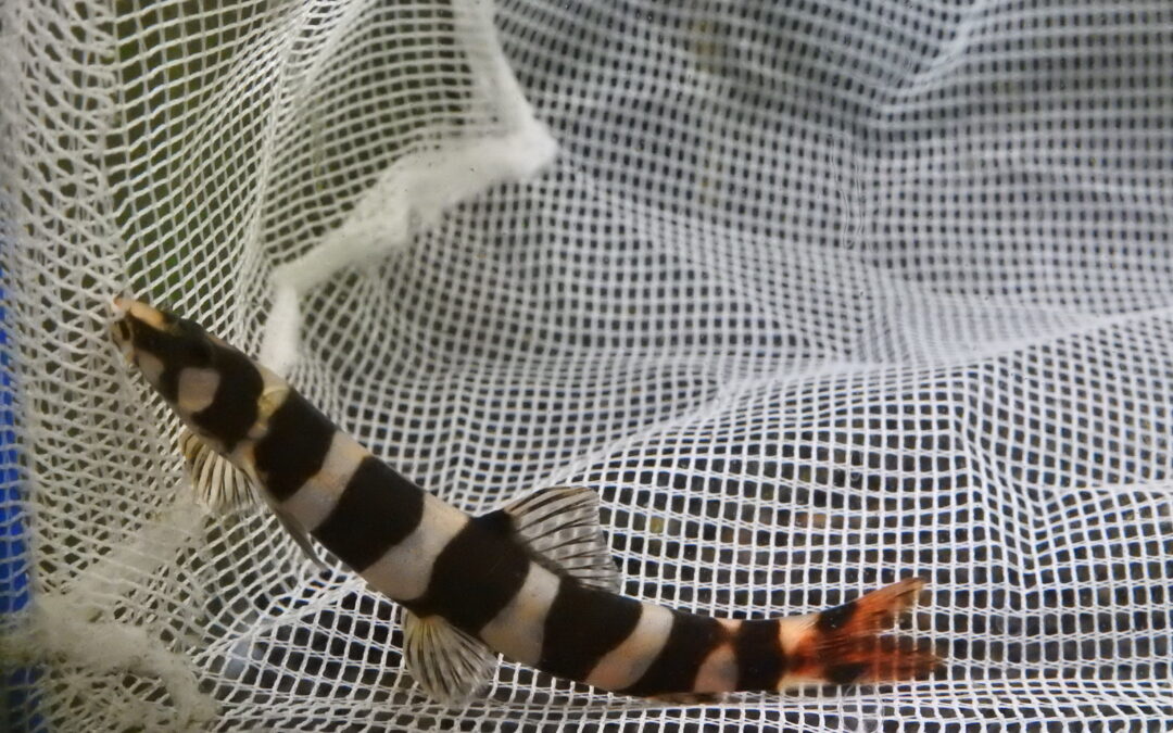 カプアシア・ファラリス