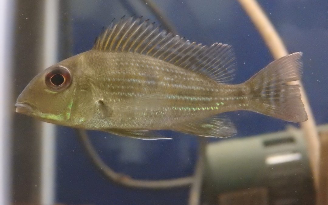 ゲオファーガス・スリナメンシス