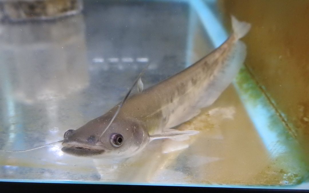 ビワコオオナマズ