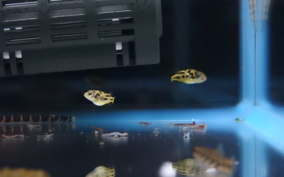 アベニーパファー