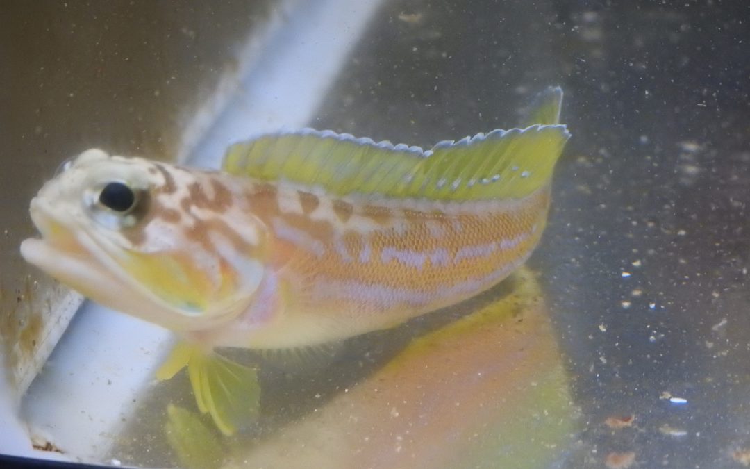 オオメアゴアマダイ