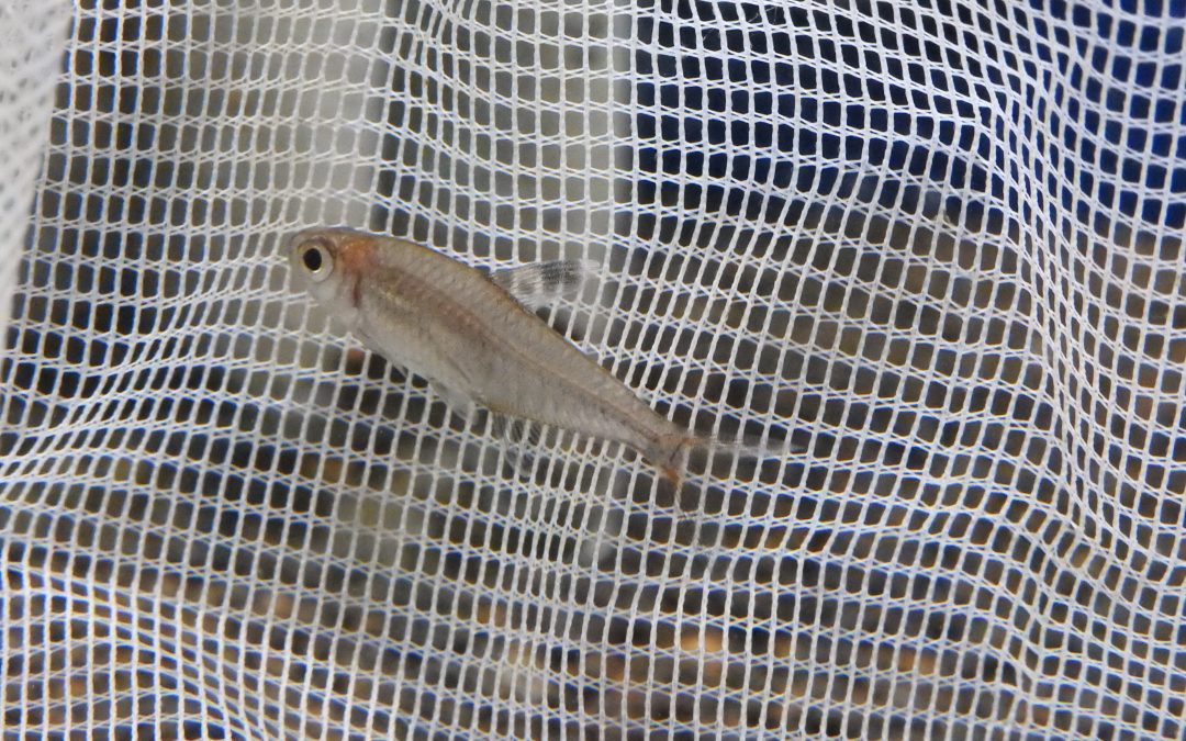 ハイフェソブリコン・ドルサリス