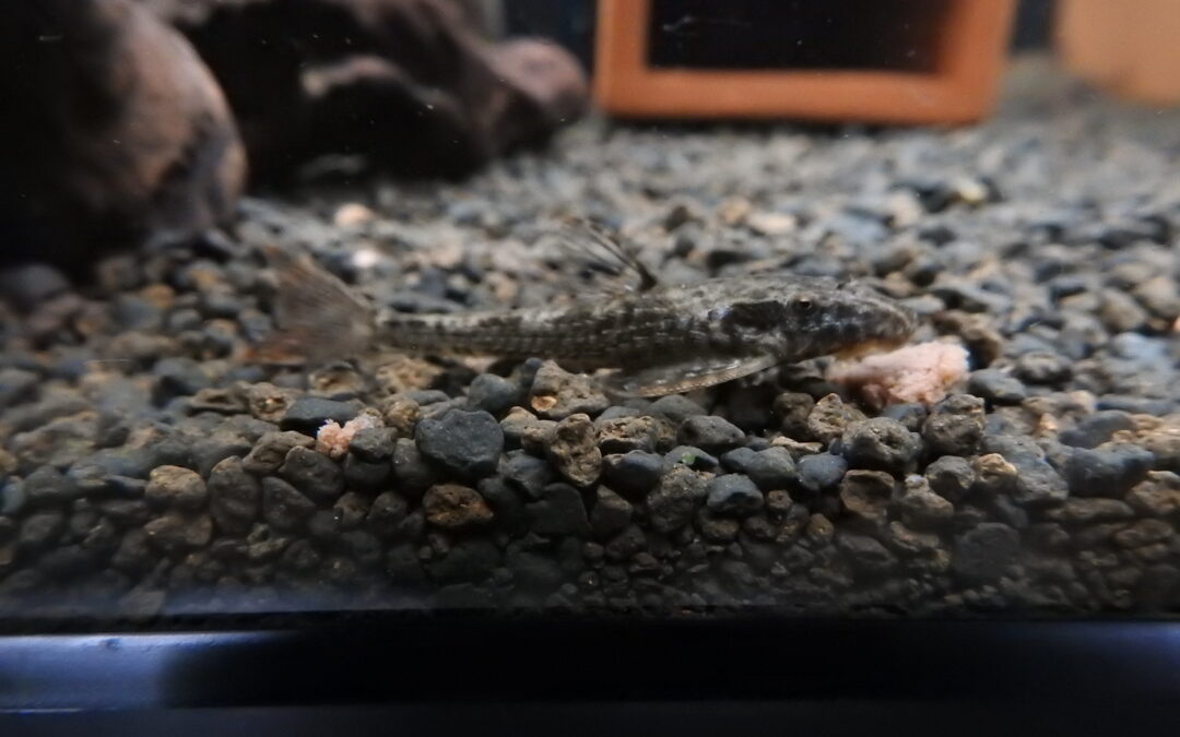 スキゾレキス・ギュンテリー