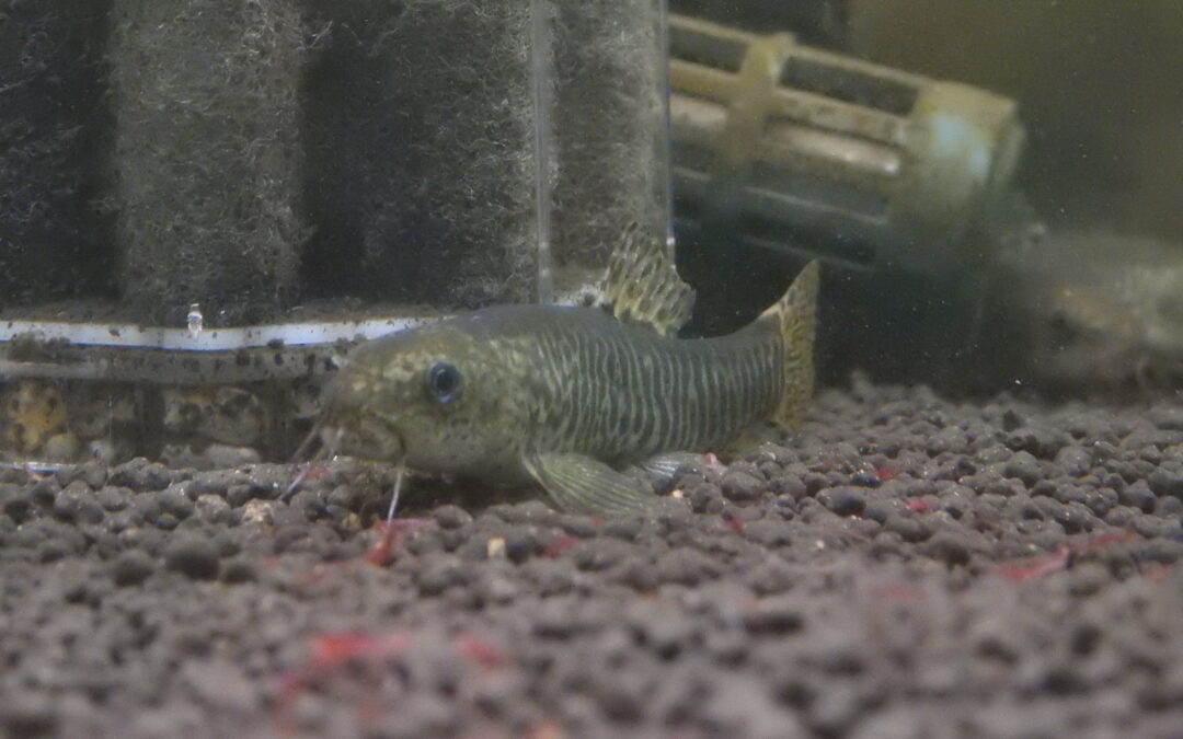 プロトネマイルス・ロンギペクトラリス