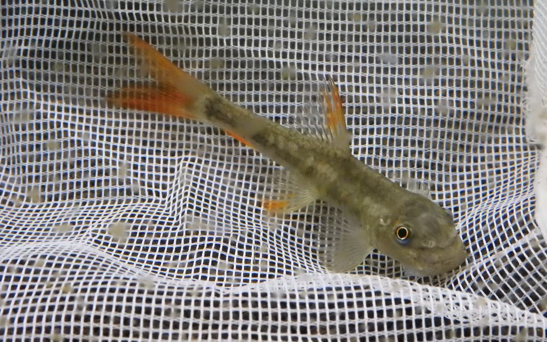 中国ガラsp（Garra  rotundinasus）？