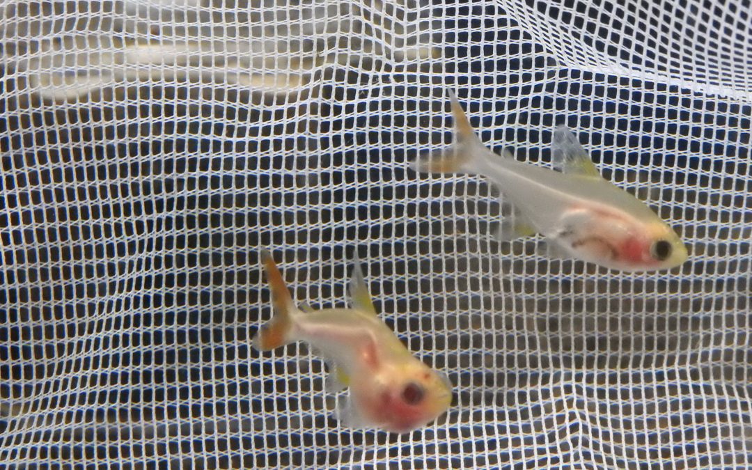 ゴールデンパンダプリステラ