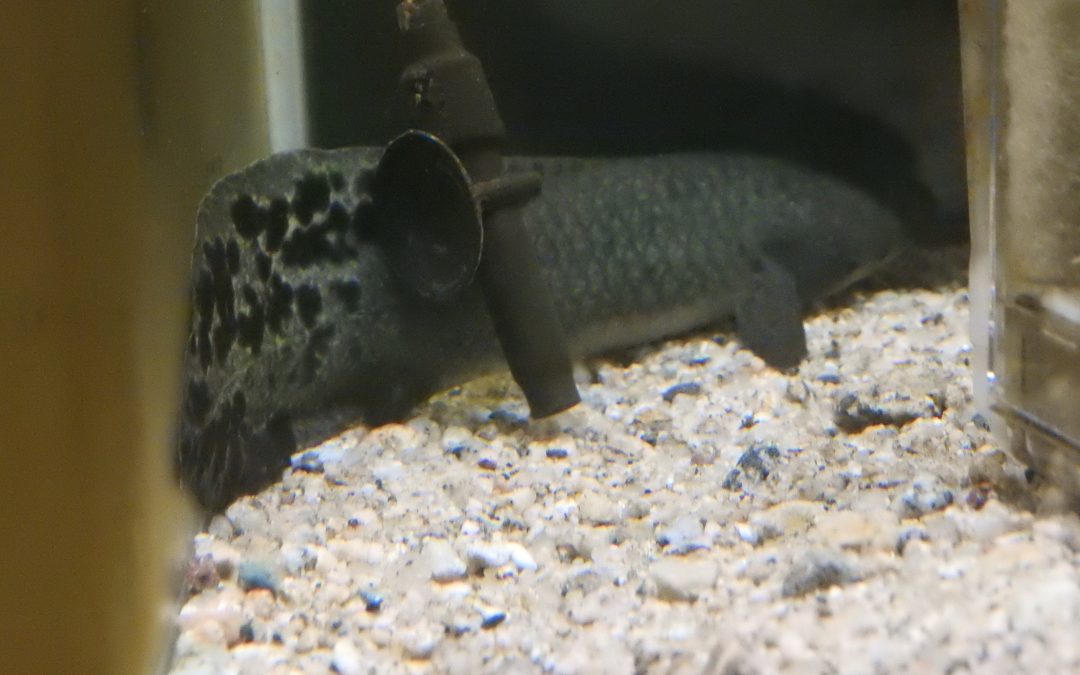 古代魚セールのお知らせ