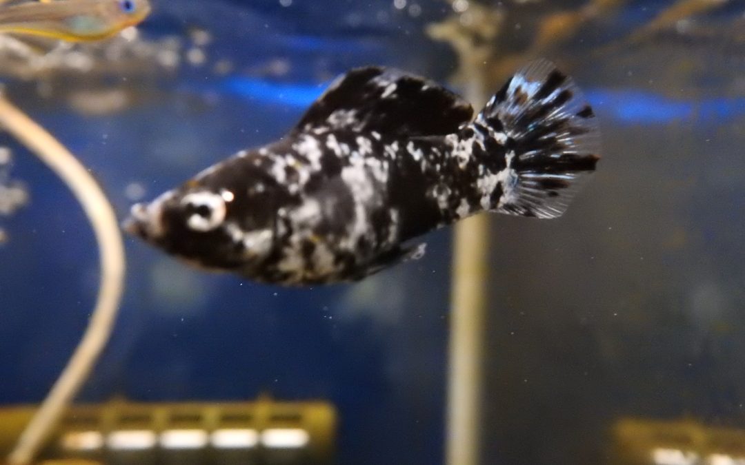 ダルメシアンモーリー