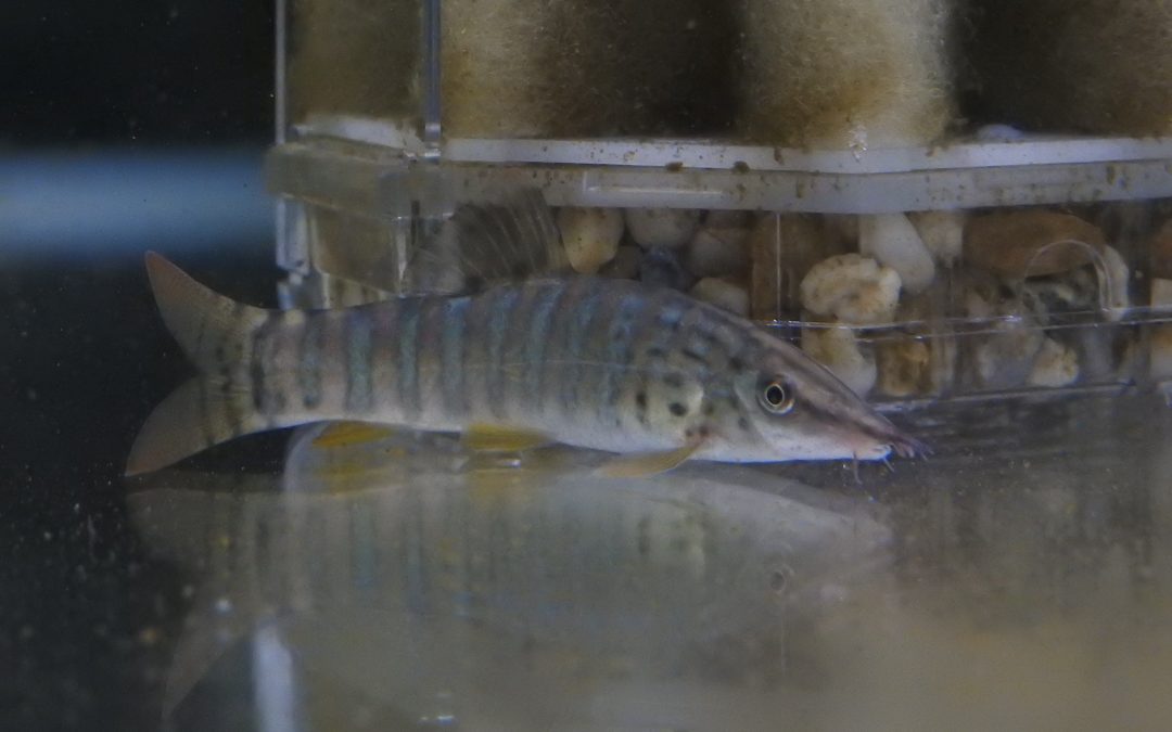 ボーシャ・ベルドモレイ