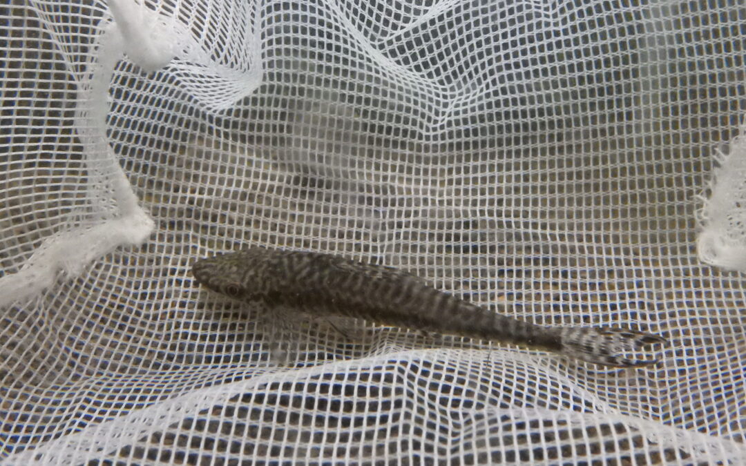 ジャイアントオトシン・トラカタム