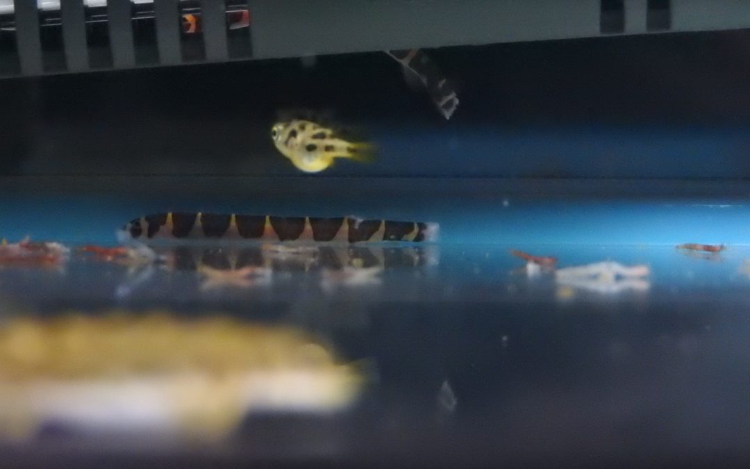 クーリーローチ