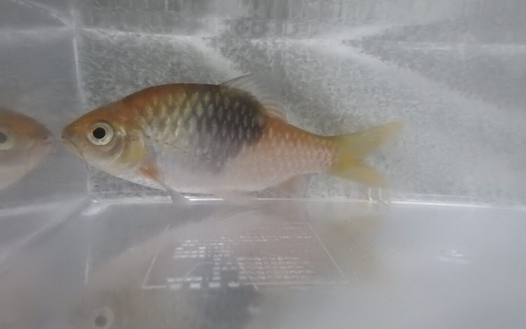 バルボデス・ブナウ