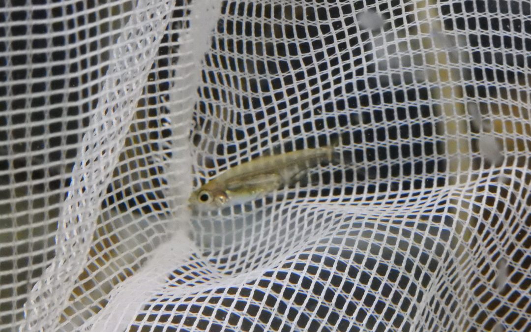 アドニステトラ