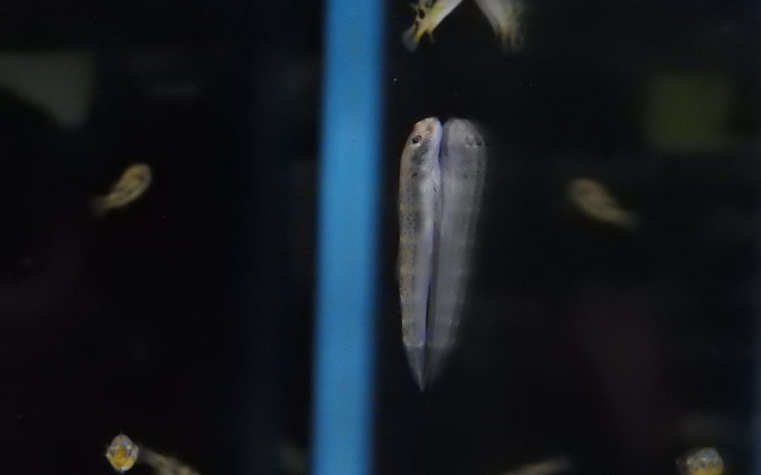 カメルーンゼブラゴビー