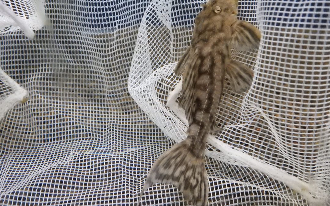 ベルベットトリムプレコ