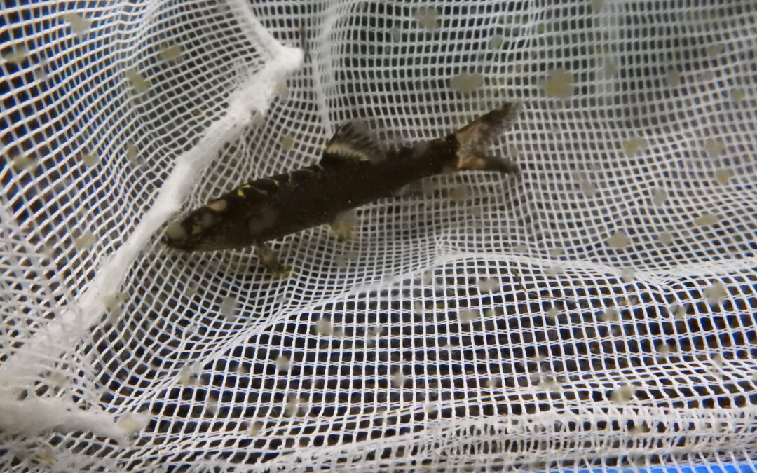 レプトボティア・タエニオプス