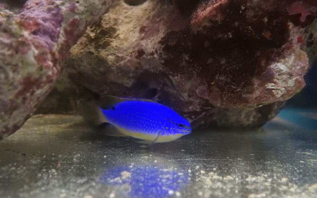 フィジーダムセル