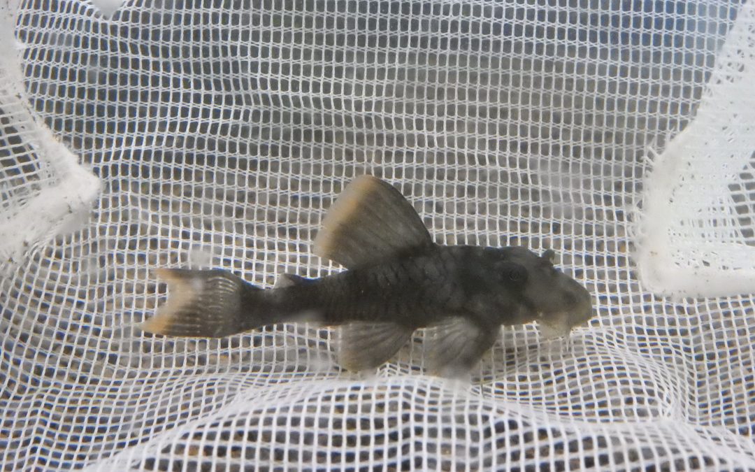 オレンジフィンタイガープレコ