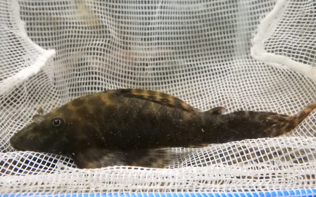 オトシンプレコ