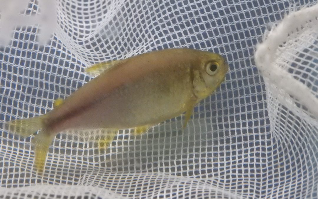 ピンクレモンテトラ