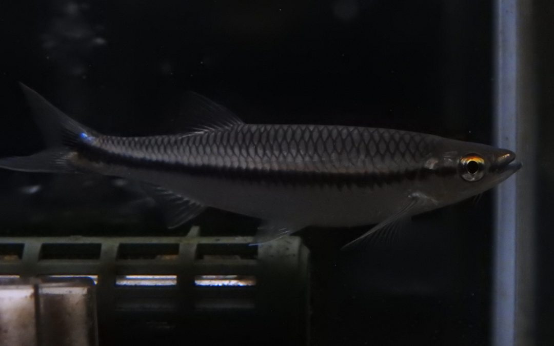 ブリケリーアポロシャーク