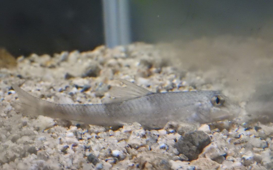 中国サメガシラ