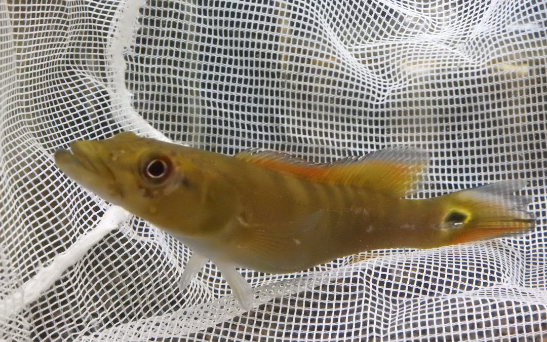 南米産シクリッドの特価セール