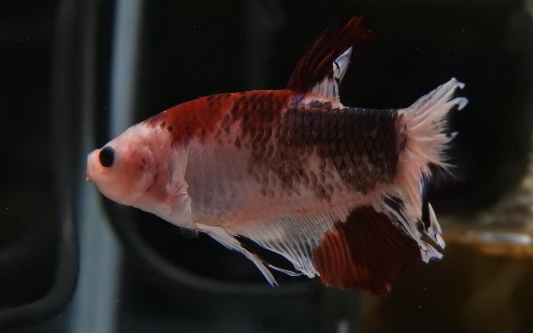 ジャイアントベタ　紅白