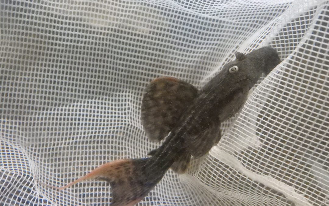 スカーレットトリムプレコ