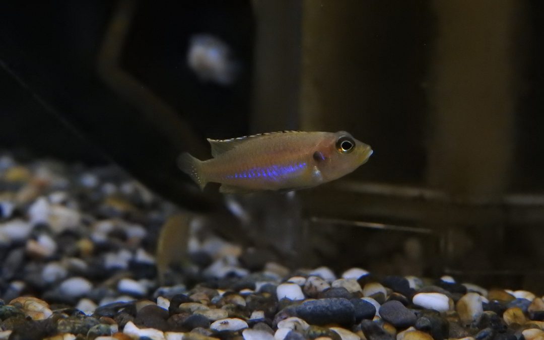 かわいいアフリカンシクリッド