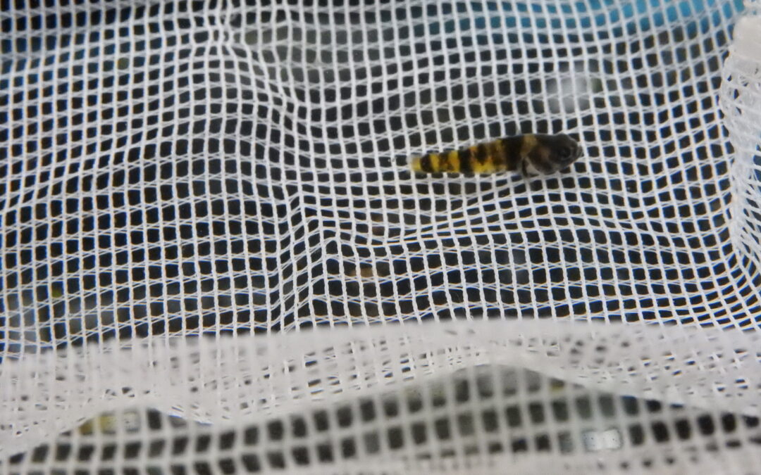 フレッシュウォーターバンブルビーゴビー