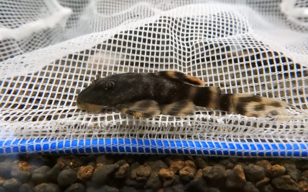 ペルーマスクドタイガープレコ