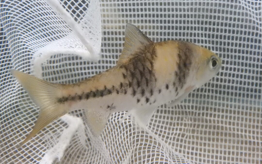 ポストフィッシュ