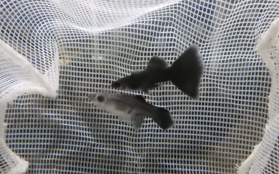 フルブラックグッピー　ペア