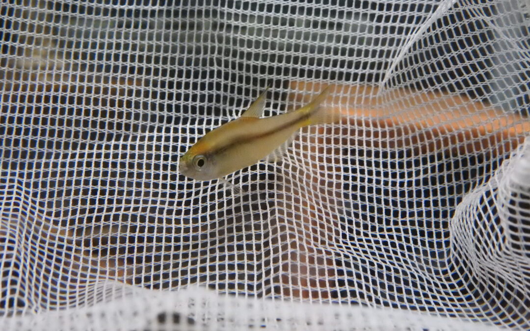 スーパーイエローデビルテトラ