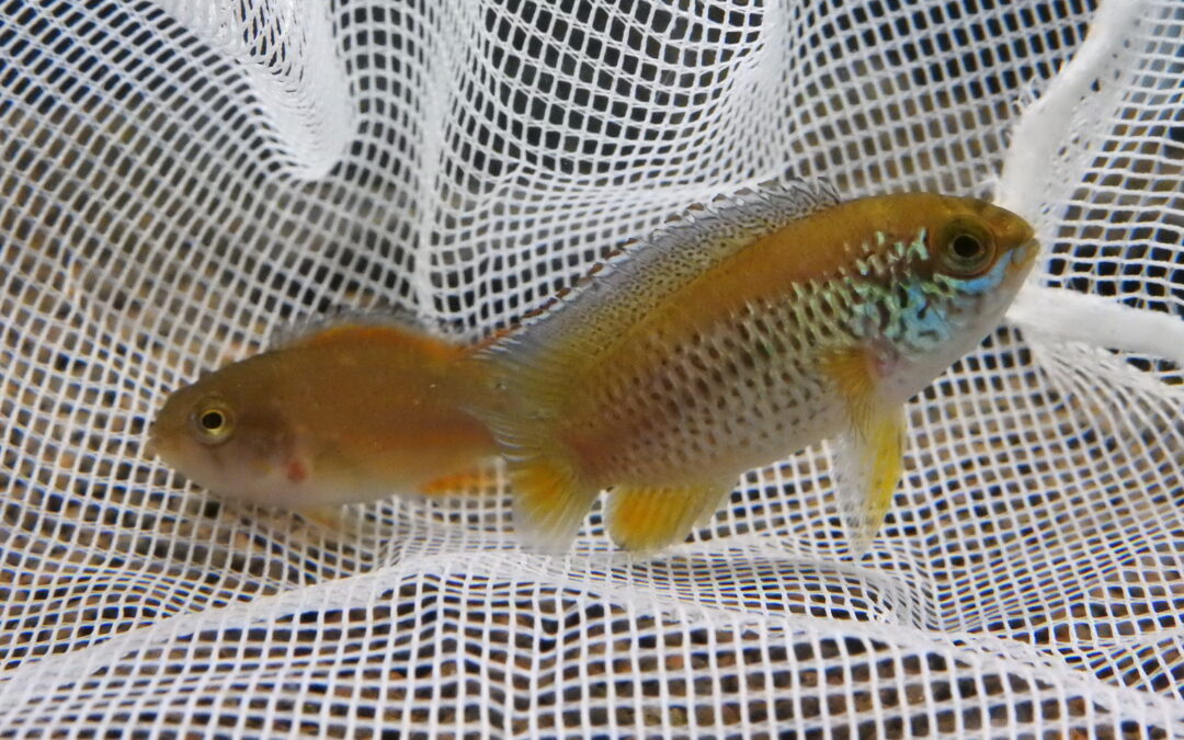 ナンナカラ・アノマラ　ペア