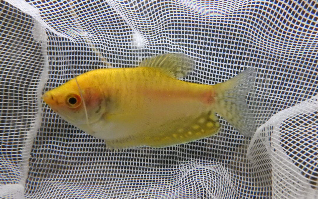 ゴールデングラミー