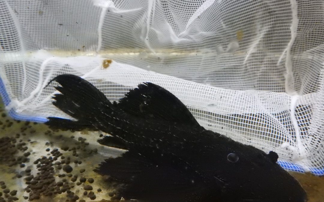 ミッドナイトドラゴントリムプレコ